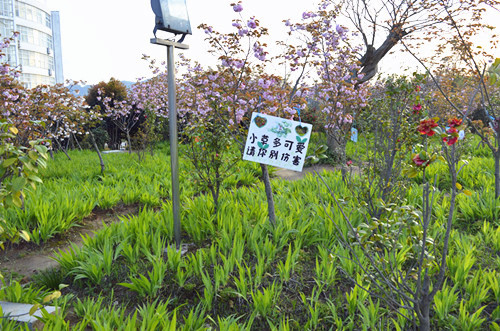 外国语学院举办挂树牌活动